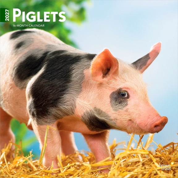 Piglets | 2027 12x24" (Hanging) Wall Calendar | Plastic-Free | BrownTrout