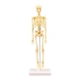 thumbnail image 1 of Human Skeleton Model Education Display Skeleton Models AU, 1 of 10