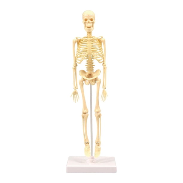 Modelo de anatomía corporal con huesos visibles y movimiento para exhibición educativa infantil. Modelos Esqueleto-Tipo B