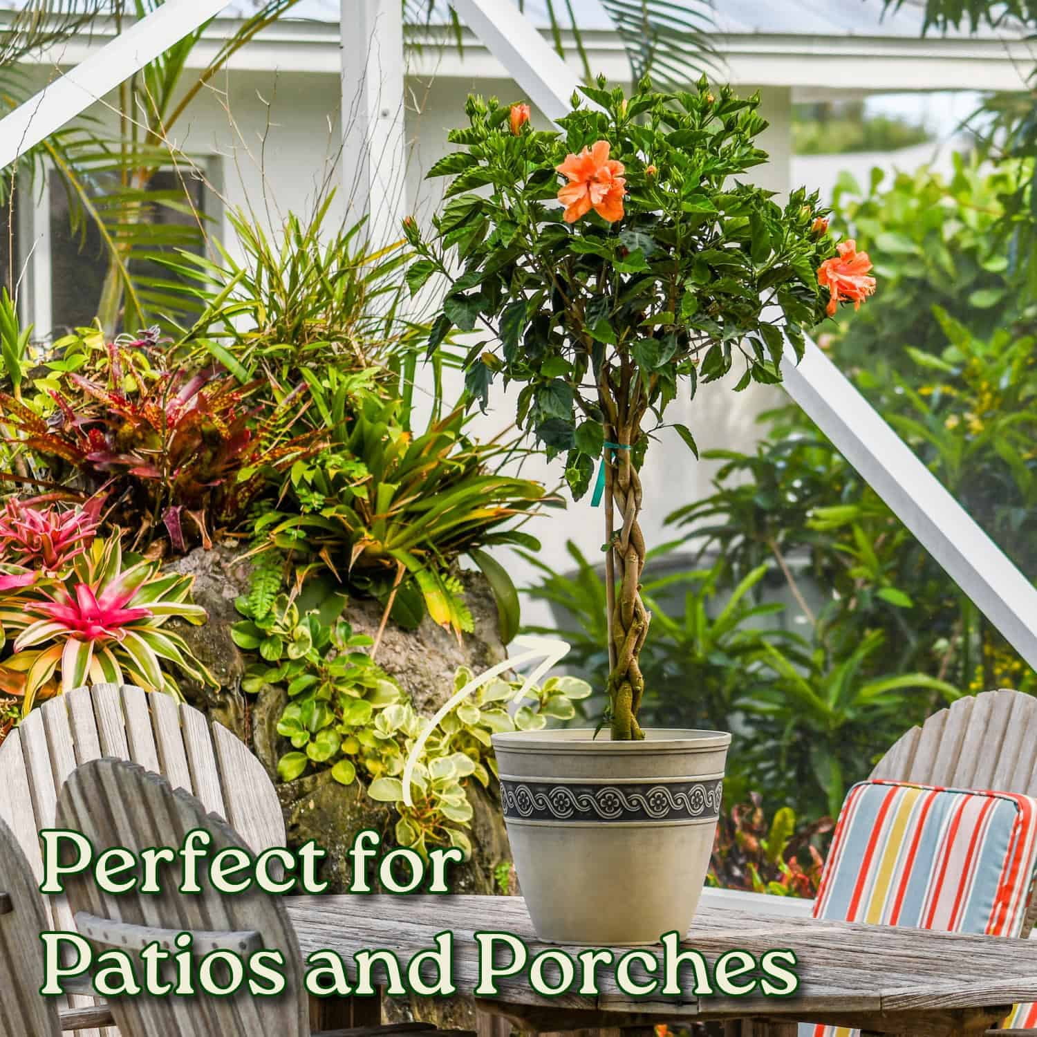 Tropical Plants of Florida 38" to 44" Braided Double Peach Hibiscus Tree, 10 in Grower Pot, 1 Count, Attract Bees