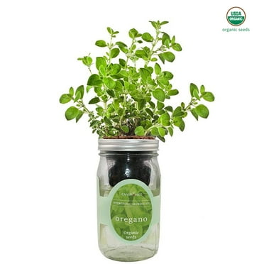 Environet Oregano Mason Jar Hydroponic Herb Kit with Organic Seeds