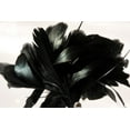 thumbnail image 4 of Coque Black Feathers Rooster 6-8 inches x 1/4 Yard, 4 of 4