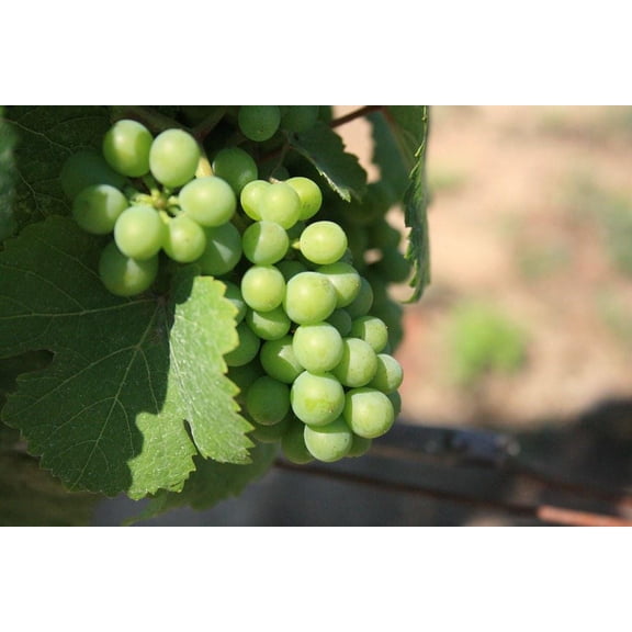 3 Niagara Grape Vines, Bareroot