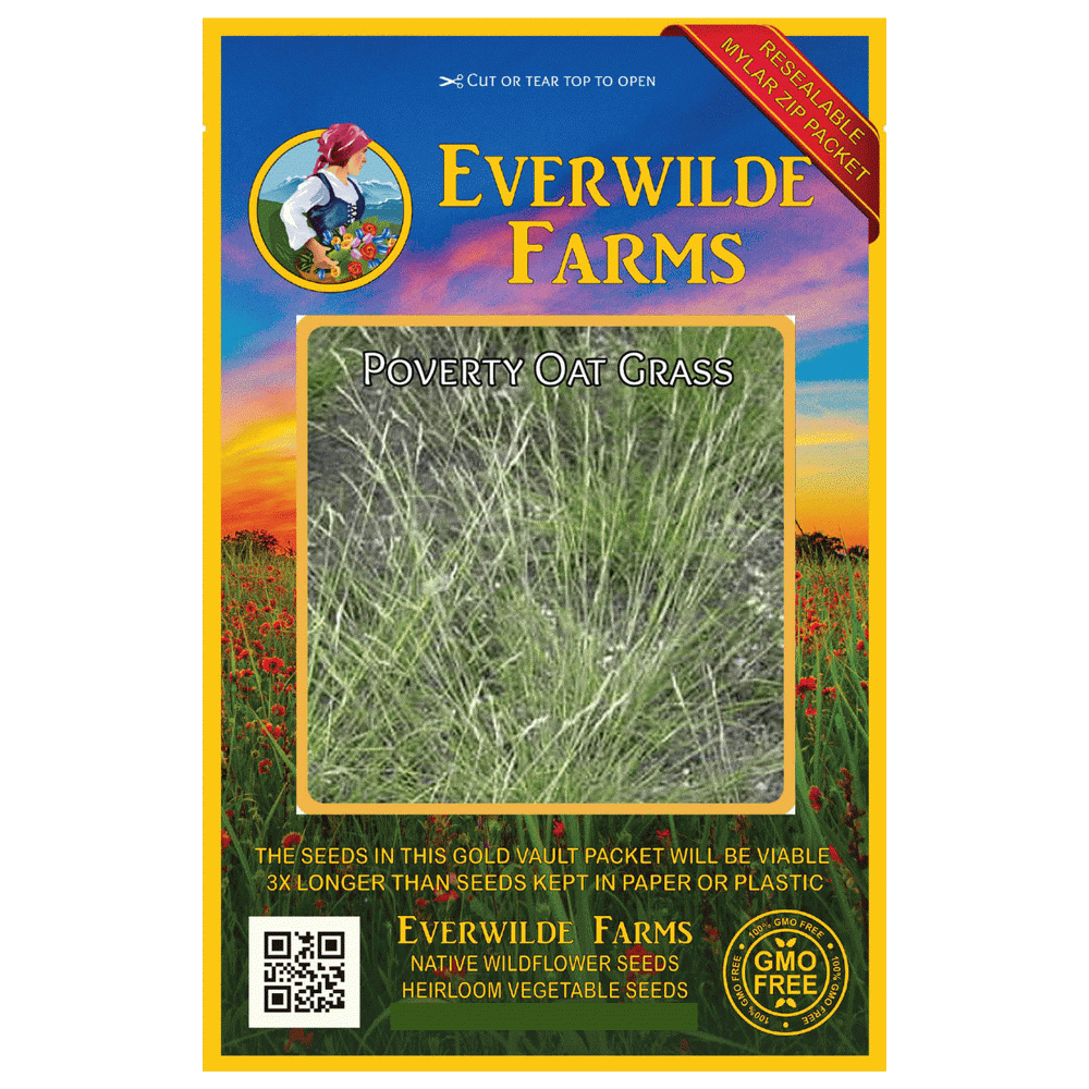 Everwilde Farms 1000 Poverty Oat Grass Native Grass Seeds Gold