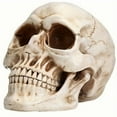thumbnail image 2 of WHEANG Human Head Model For Home Decoration Halloween Statue Human Adult Head Bone Model, 2 of 5