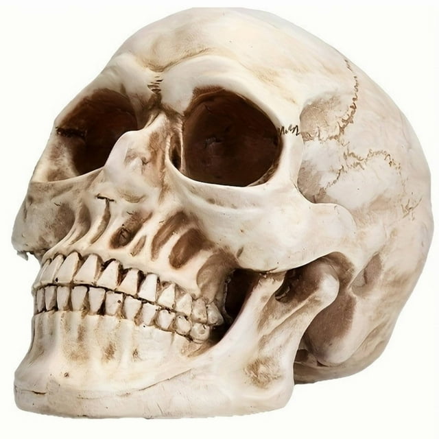 Modern Home Decor, Human Head Model for Home Decoration Halloween Statue Human Adult Head Bone Model