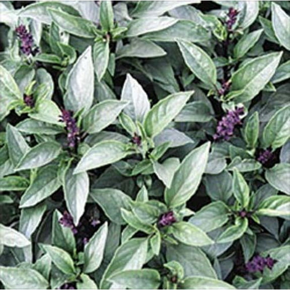 Basil Thai Great Garden Herb BULK 7,000 Seeds By Seed Kingdom