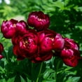 Peony Roots Buckeye Belle 3 Roots Red Flower Bulbs, Root Attracts