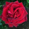 thumbnail image 2 of Heirloom Roses Red Rose Bushes - Madonna™ Hybrid Tea Rose Plant - Rose Bushes Ready To Plant, 2 of 3
