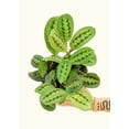 thumbnail image 4 of Maranta Leuconeura Live Green Plant in 6" Pot, 4 of 10