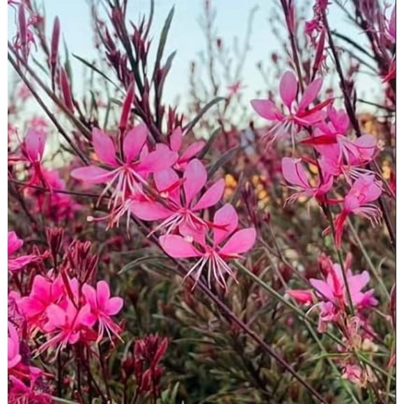 HIGHGW Gaura Seeds-Hardy Perennial Flower Seeds, Long Blooming Season, Attracts Pollinators, Perfect for Gardens, Borders & Containers, Drought Tolerant & Low Maintenance Garden Addition