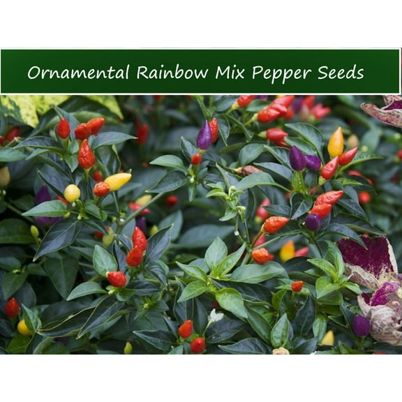PEPPER SEEDS - Serendipity's Ornamental Rainbow Mix Pepper -20 Seeds-All Natural - Heirloom Garden Vegetable Seed Pack