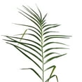 thumbnail image 2 of Vickerman 6' Artificial Potted Pheonix Palm Tree., 2 of 8