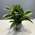 thumbnail image 4 of Zukuco 2 Packs Variegated Hosta Artificial Plant 17.7" Faux Green Dieffenbachia Plant Greenery Aesthetic House Plants for Home Indoor Bathroom Table Shelf Desk Office Decor, White, 4 of 5