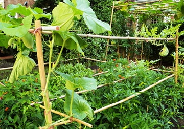 Backyard X-Scapes 6' Plant Support Bamboo Garden Stakes Natural (25 Pieces)