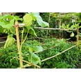 thumbnail image 5 of Backyard X-Scapes 6' Plant Support Bamboo Garden Stakes Natural (25 Pieces), 5 of 6