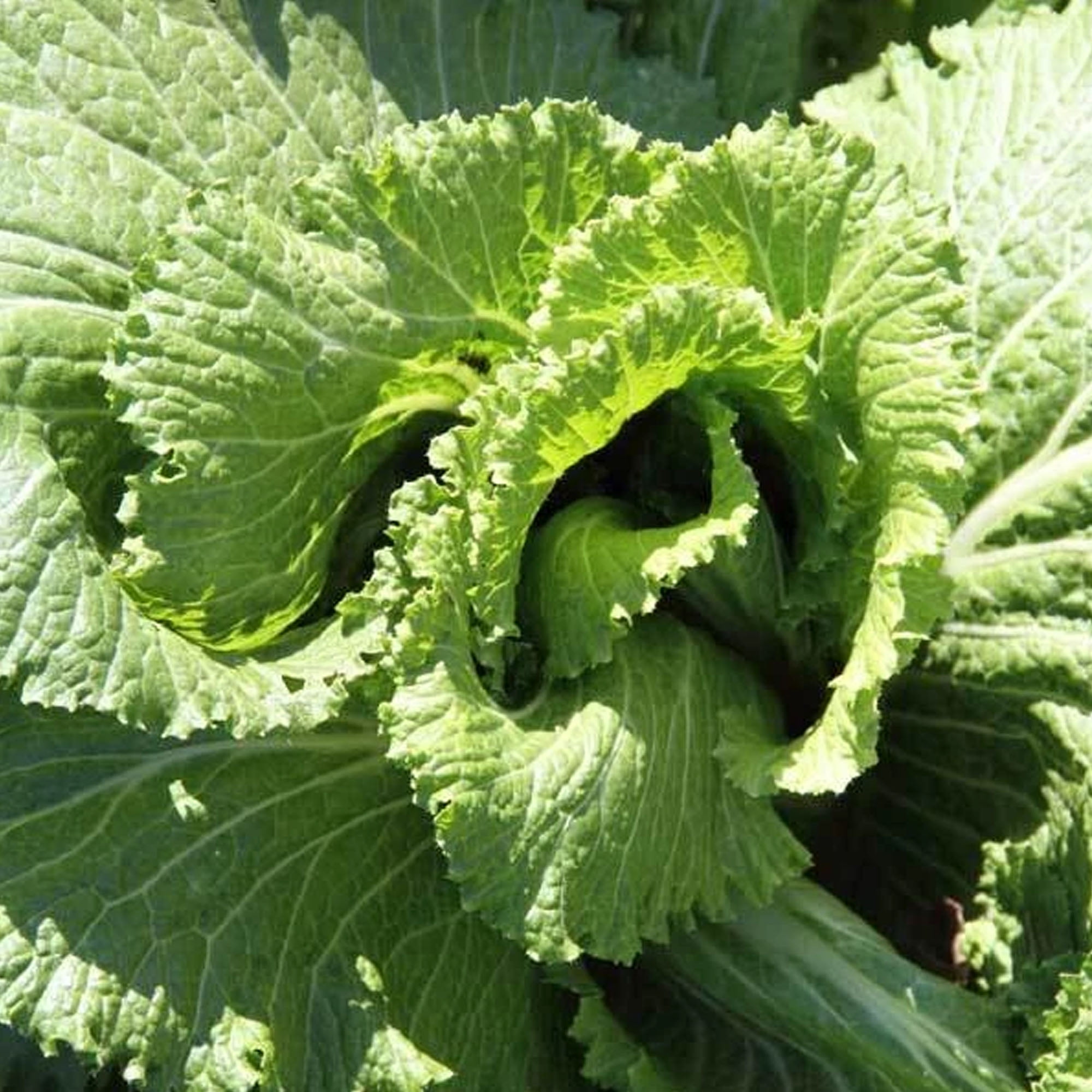 Michihili Chinese Cabbage Seeds - 1 g ~400 Seeds - Heirloom, Open