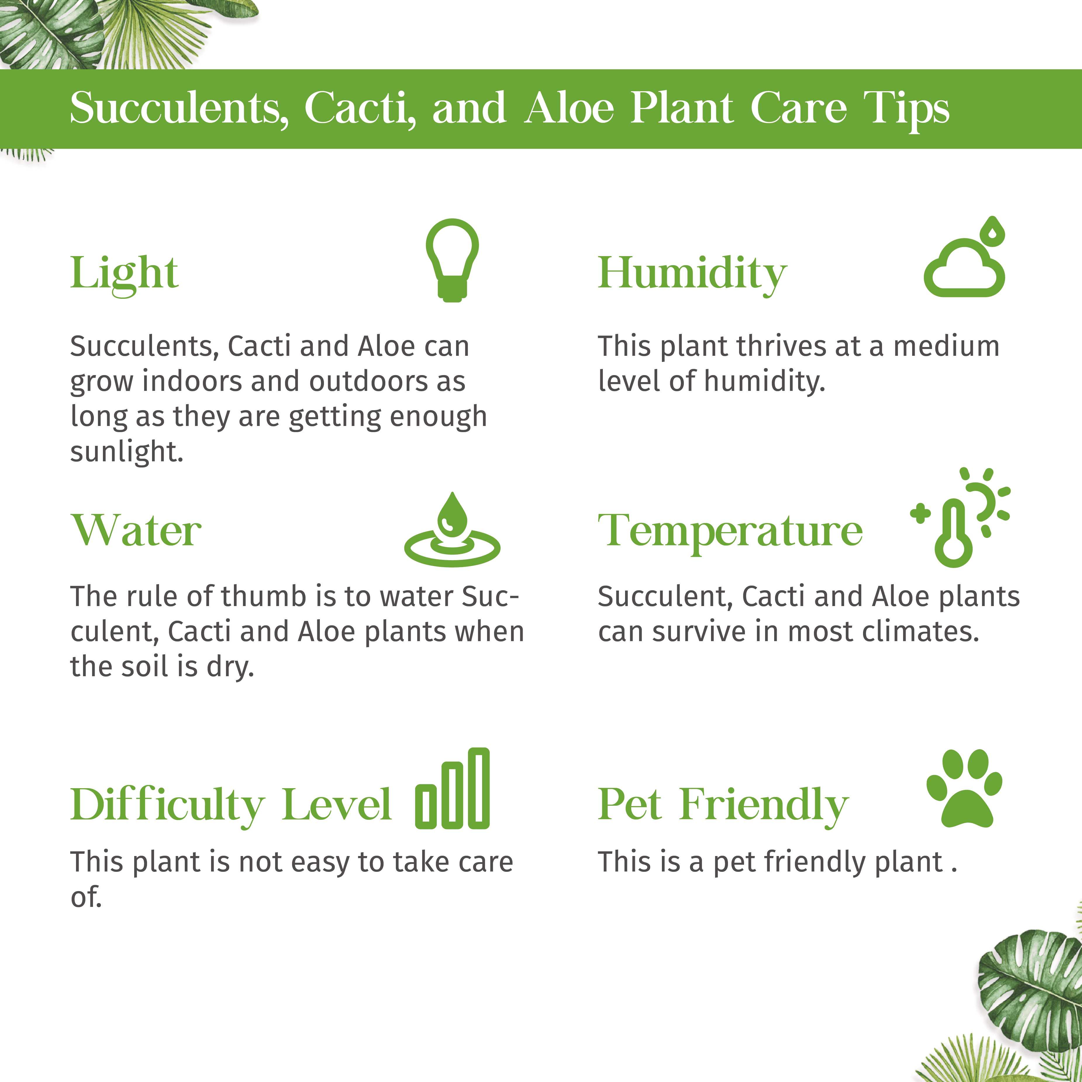Zebra Succulent Live Plant for Indoor | Different Houseplants in 4'' & 6'' Pot | Real House Plant for Living Room, Office, Desk & Bathroom |  Zebra succulent | Haworthia fasciata