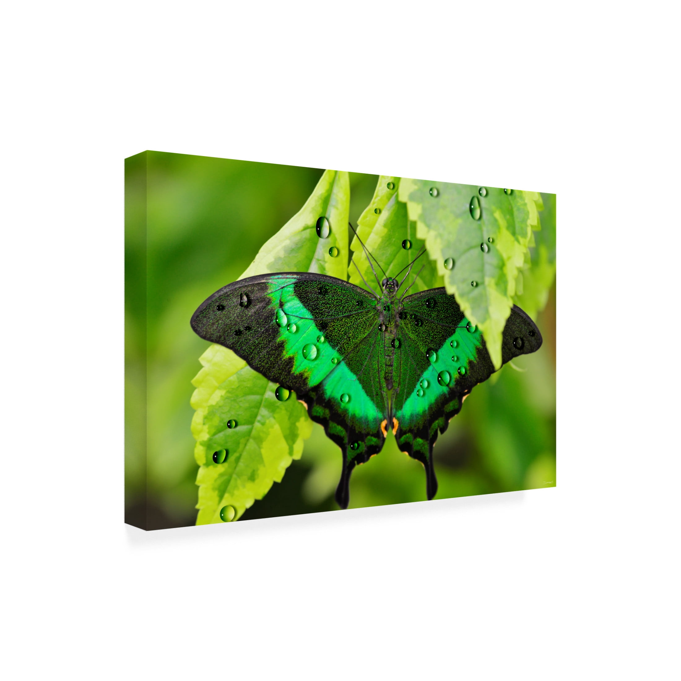 Canvas Wall Art - Gordon Semmens 'Textures 11' Wall Art for Living Room, Bedroom, or Office Décor by Trademark Fine Art - 24 x 16 Inches