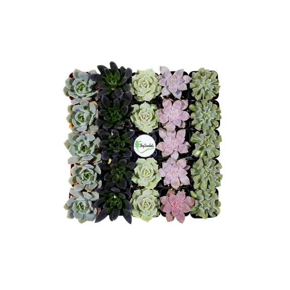 Home Botanicals Rosette Succulent (Collection of 32)