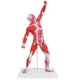 thumbnail image 4 of Modelo de músculos humanos, modelo de sistema muscular de 50 cm, modelo de estructura muscular, modelo de músculos, solución innovadora, 4 of 8