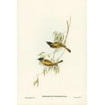 thumbnail image 2 of Gould, John 13x18 White Modern Wood Framed Museum Art Print Titled - Swan River Honey-eater-Melithreptus chloropsis, 2 of 4