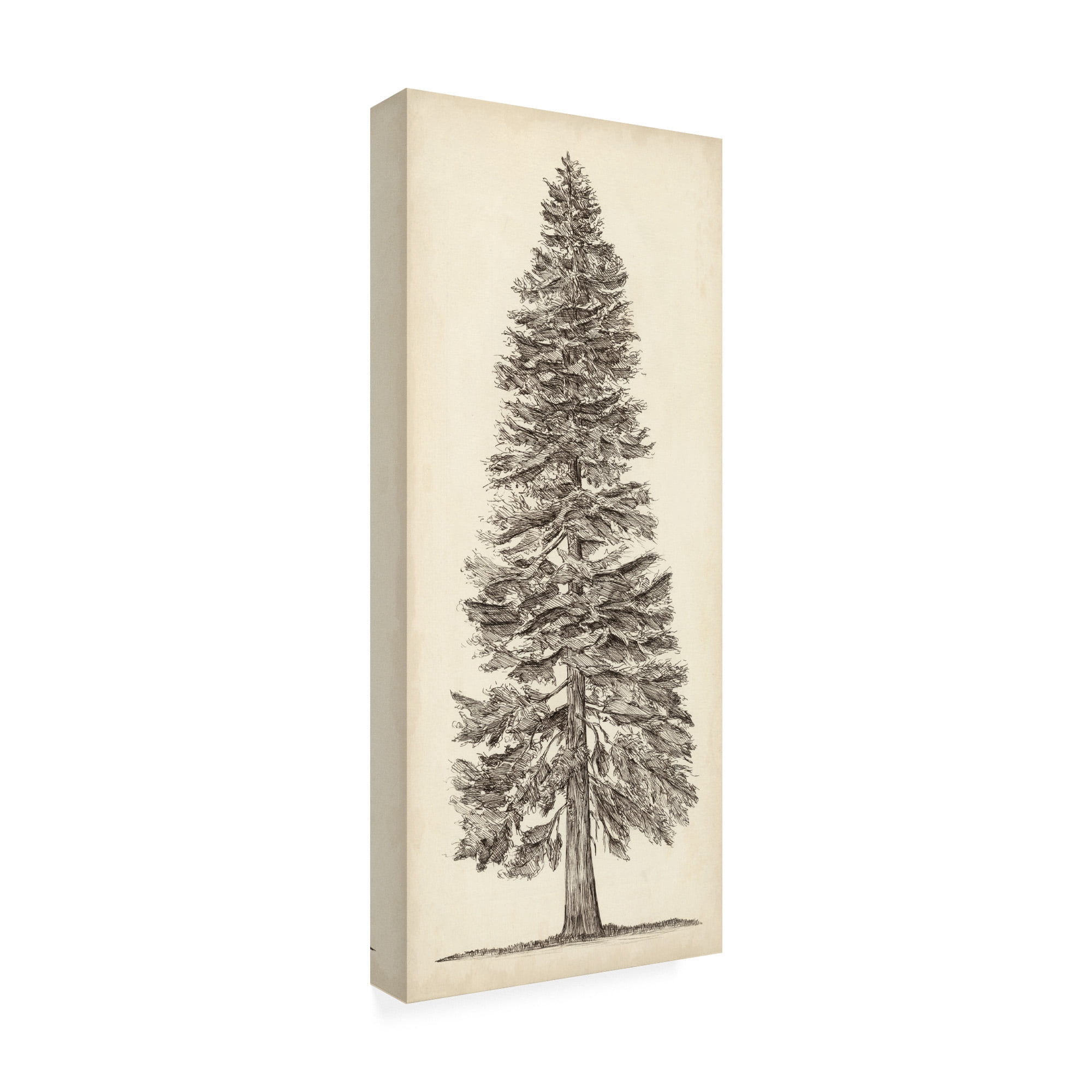 Trademark Fine Art 'Pacific Northwest Tree Sketch I' Canvas Art by Melissa Wang