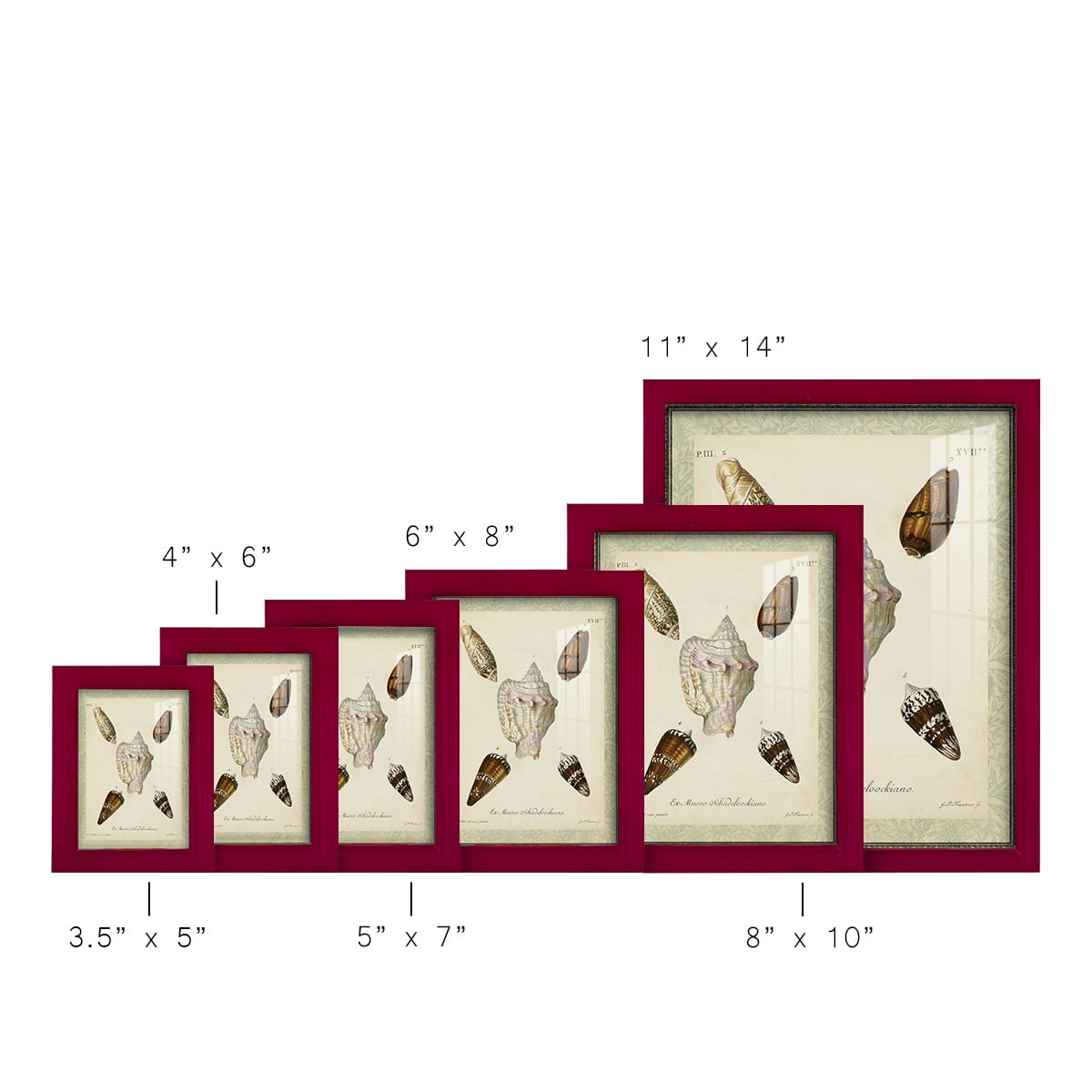 Bookplate Shells IV - Framed Print w/glass - Cherry Red