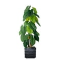 thumbnail image 1 of Vintage Home Artificial Faux Real Touch 54" Tall Real Touch Taro Plant And Fiberstone Planter, 1 of 1