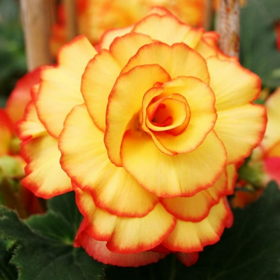 Apricot and Scarlet Picotee Begonia Flower Bulbs - 3 Tubers per Pack - Deer Resistant - Grows Well In Containers - Easy to Grow Live Plants - Outdoor Garden