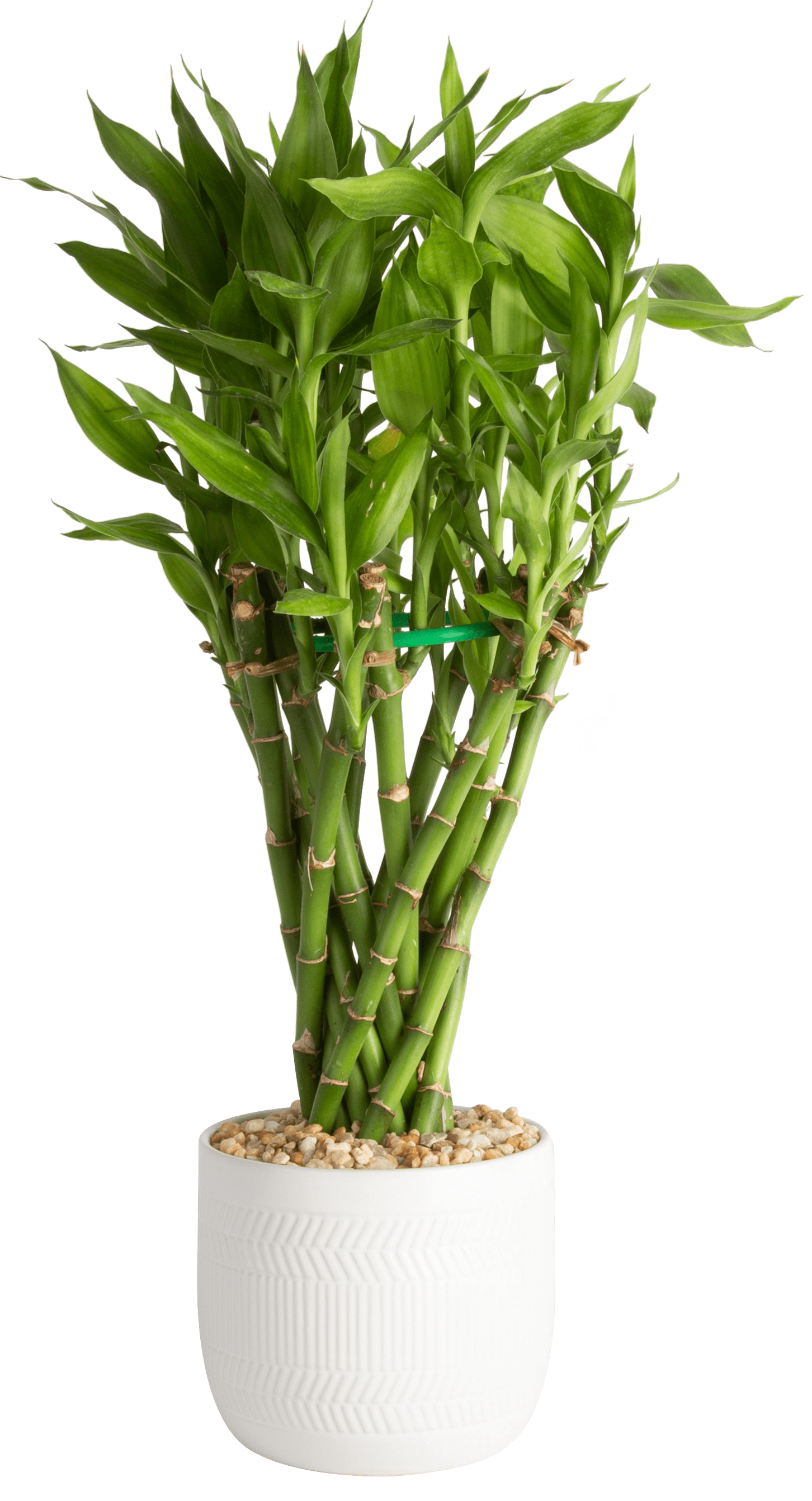 Better Homes & Gardens Live Indoor 12in. Tall Green Lucky Bamboo; Low, Indirect Light Plant in 5in. Ceramic Planter