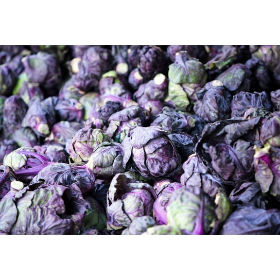 70 RED Ball BRUSSEL SPROUT Brussels Sprouts Brassica Oleracea Gemmifera Vegetable Seeds