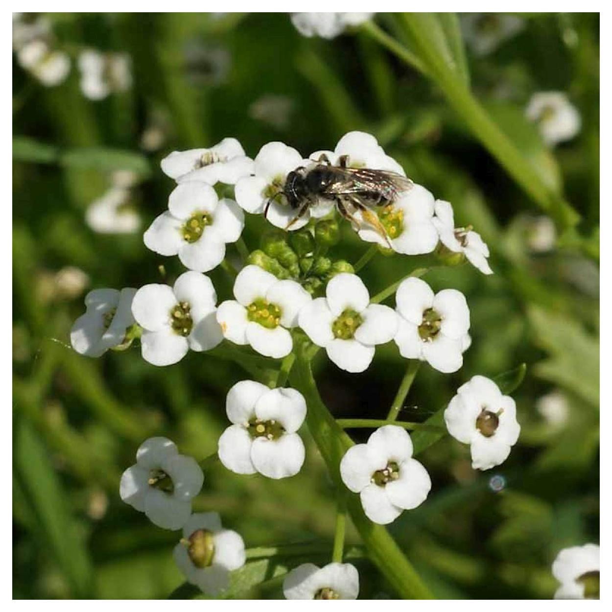 Everwilde Farms - 1 lb Tall White Sweet Alyssum Garden Flower Seeds - Gold Vault Bulk Seed Packet