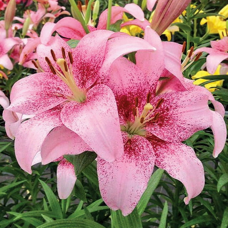 Lilium - Asiatic Tango Lily Pink Brush (3 Bulbs) Pink