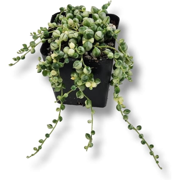 Josh's Frogs Senecio rowleyanus - String of Pearls (Variegated)