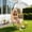 Yellow, variant on AstrPthylx Hanging Egg Chair with Stand - All-Weather Rattan Swing Chair & Cushions for Patio, Balcony, Garden, 350lb Capacity (Grey)