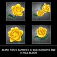 thumbnail image 6 of Remocguys Yellow Roses Flower Bouquet Building Set Compatible with Lego Flowers Home Decor 585 Pcs, 6 of 8