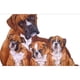 thumbnail image 1 of Pintura de diamante (DE4861) 5D DIY punto de cruz mosaico completo redondo perro bordado Kit 40x50cm Hugtrwg Para estrenar, 1 of 1