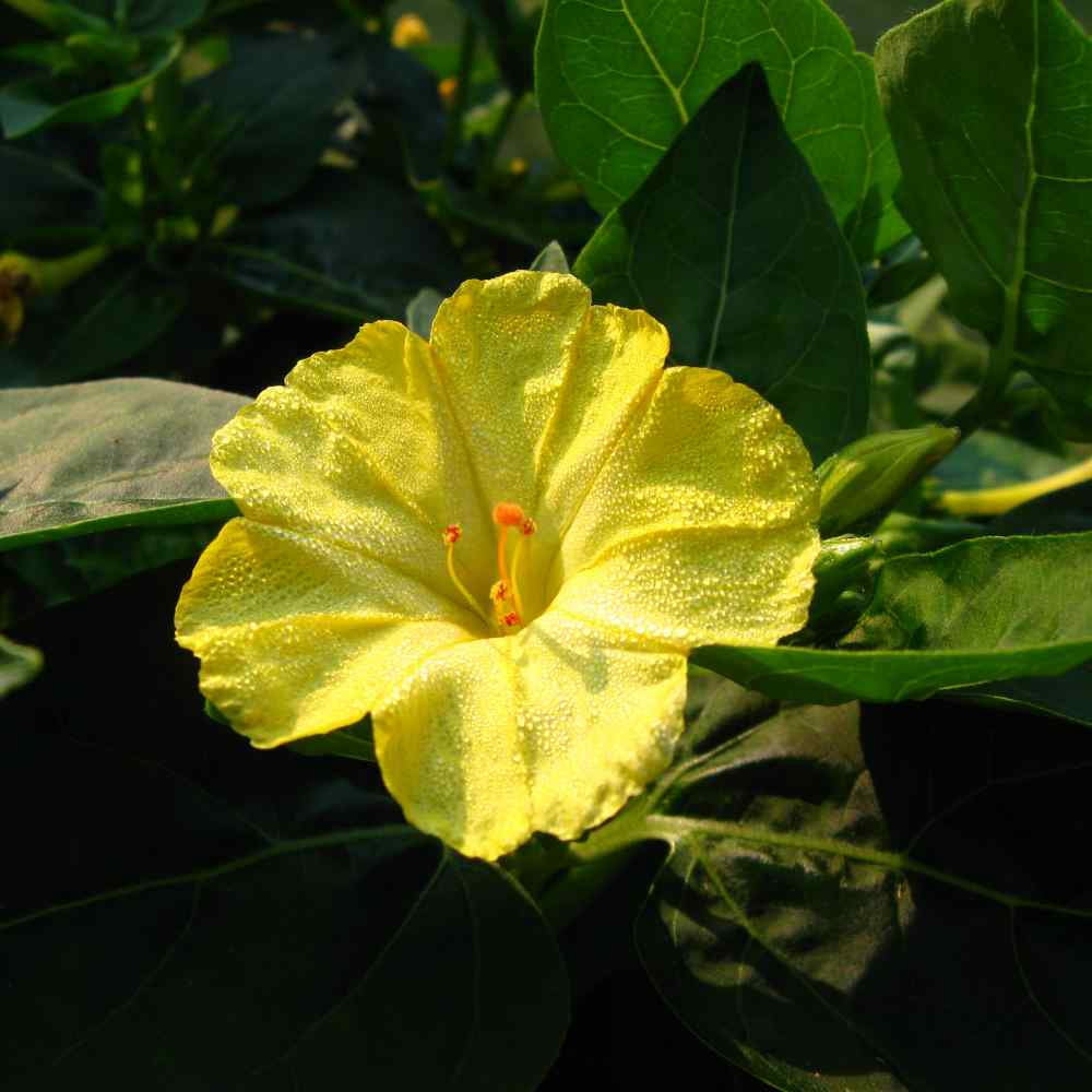 Four O' Clock Seed - Mirabilis Jalapa Yellow Flower Seeds - 1 LB