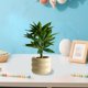 thumbnail image 4 of Simulation Plants Decorative Small Potted Plants Office Living Room Desktop Indoor Bonsais Ornaments Bionics Fake Flowers And Greenerys, 4 of 6