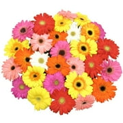 Rainbow Mixed Gerbera Daisies 30-Stem