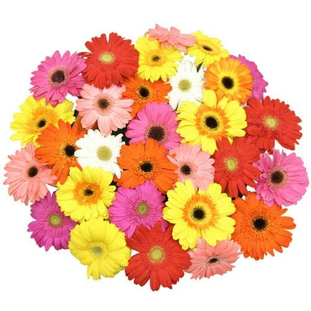 Rainbow Mixed Gerbera Daisies 30-Stem