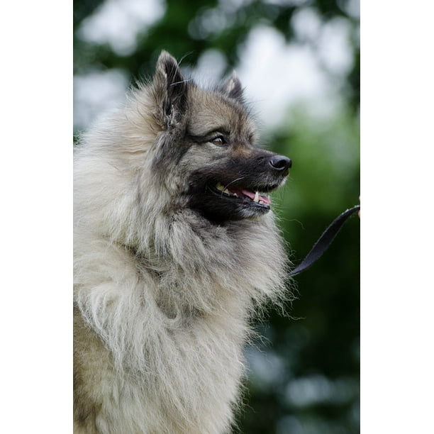 Laminated Poster Wolf Spitz Wuschelig Purebred Dog Keeshond Portrait Poster Print 12 X 18 Walmart Com