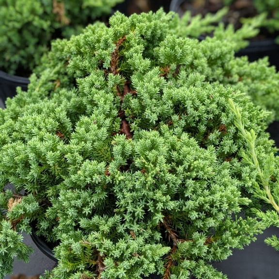 Japanese Garden Juniper - Juniperus procumbens 'Nana'