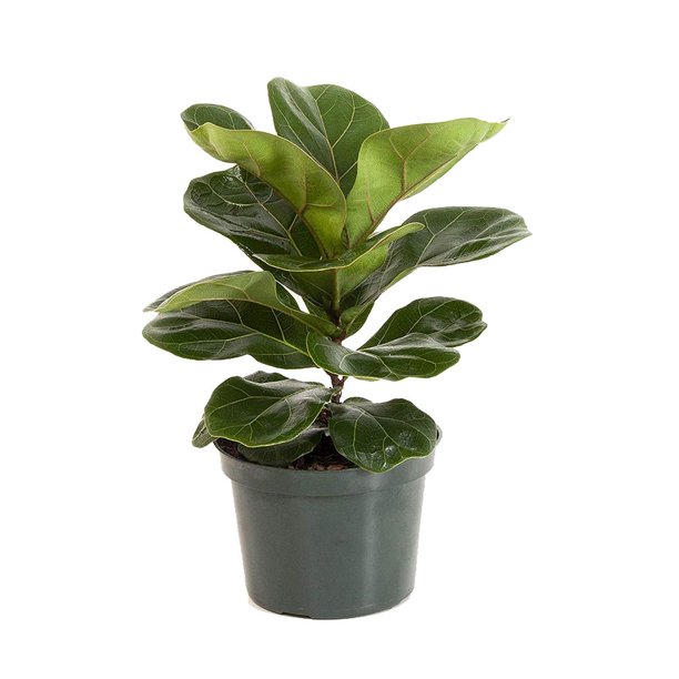 Ficus Lyrata Fiddle Leaf Fig 2Q Pot - Walmart.com - Walmart.com