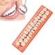 thumbnail image 2 of Modelo De Dientes De Resina Dentaduras Duraderas Dientes Postizos Universales Resi 28 Unids/Set Vogacara  CE003654-00, 2 of 6