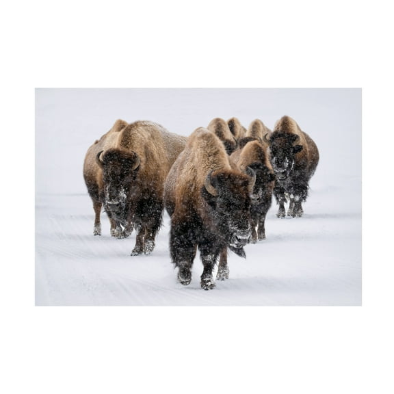 Trademark Fine Art Susanne Landolt The herd Canvas Wall Art