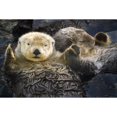 thumbnail image 2 of Captive Two Sea Otters Holding Paws At Vancouver Aquarium In Vancouver  British Columbia Canada Captive Print, 2 of 2