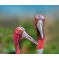 thumbnail image 2 of Fitzharris, Tim 17x15 Gold Ornate Wood Framed with Double Matting Museum Art Print Titled - Indian Cranes, 2 of 4