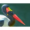 thumbnail image 2 of Fitzharris, Tim 18x15 White Modern Wood Framed Museum Art Print Titled - Saddle-billed Stork-Kenya II, 2 of 4